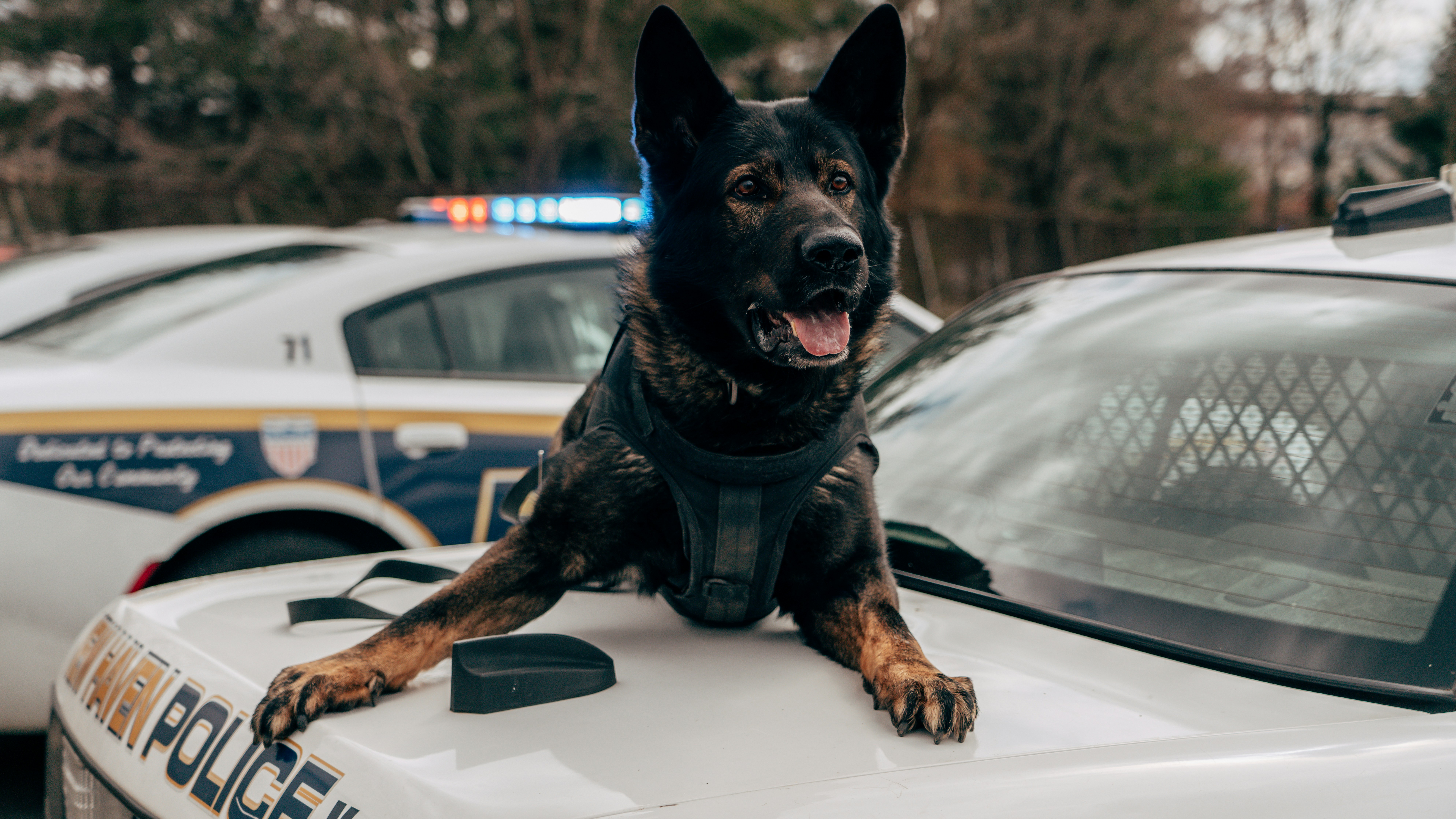 Police dog sitting on the back of car. York & Chester County